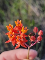 Asclepias lanceolata image