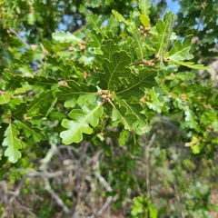 Quercus × macdonaldii