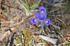 Iris lacustris