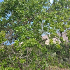 Quercus × macdonaldii