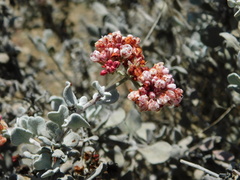 Eriogonum pondii