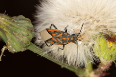 Spilostethus lemniscatus
