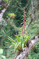 Tillandsia fendleri
