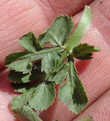 Lichtensteinia interrupta