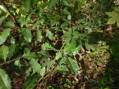 Ilex aquifolium