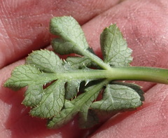 Lichtensteinia interrupta