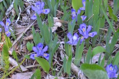 Iris lacustris