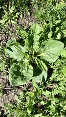 Plantago major