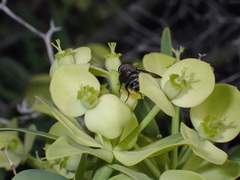 Gonia umbripennis