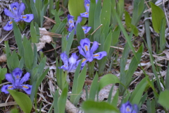 Iris lacustris