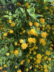 Kerria japonica