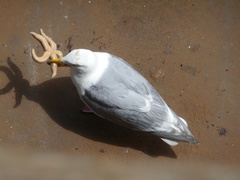 Larus glaucescens × occidentalis