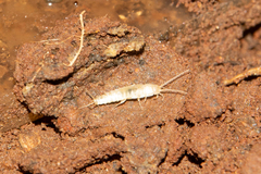 Nicoletiidae