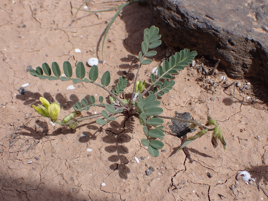 Astragalus solandri