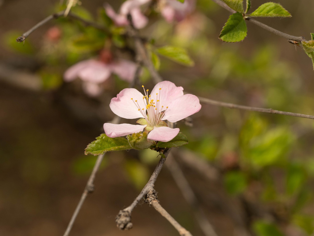 Prunus triloba — an easy houseplant, prefers full sun light