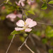 Prunus triloba - Photo (c) Jinmin Li,  זכויות יוצרים חלקיות (CC BY-NC-SA), הועלה על ידי Jinmin Li