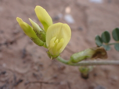 Astragalus solandri image