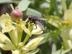 Gonia umbripennis