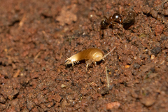 Nicoletiidae