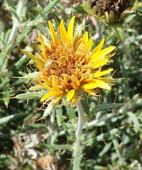 Berkheya angustifolia