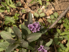 Physochlaina physaloides