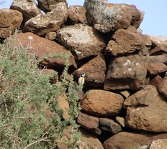 Cyanistes teneriffae degener