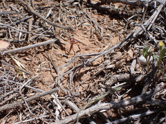 Exhyalanthrax simonae