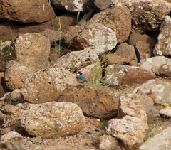 Cyanistes teneriffae degener