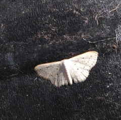 Scopula umbilicata