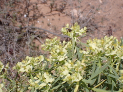 Megachile binominata