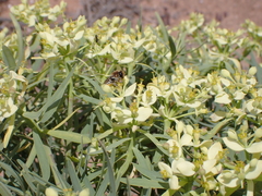 Megachile binominata