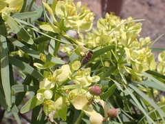 Megachile binominata