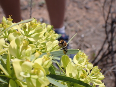 Megachile binominata