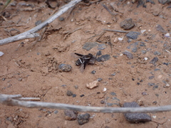 Exhyalanthrax simonae