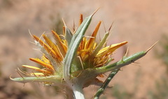Berkheya angustifolia