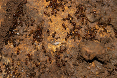 Pheidole megacephala