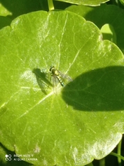Condylostylus longicornis