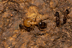 Pheidole megacephala
