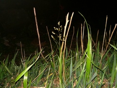 Anthoxanthum glabrum