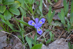 Iris lacustris