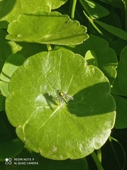 Condylostylus longicornis