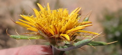 Berkheya angustifolia
