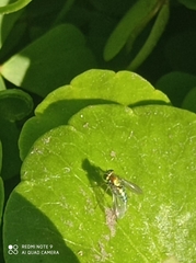 Condylostylus longicornis