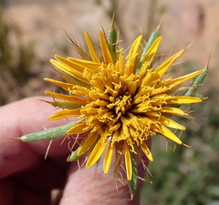 Berkheya angustifolia