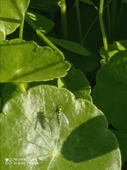 Condylostylus longicornis