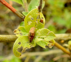 Lochmaea capreae