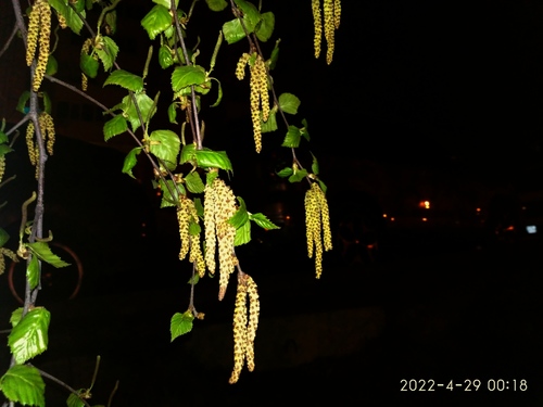 Betula platyphylla iNat (3)