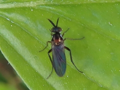 Rhaphium