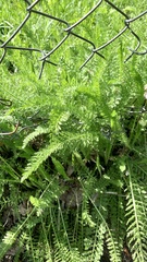 Achillea millefolium