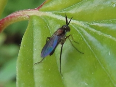 Rhaphium